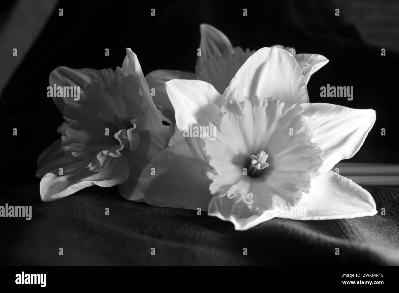 Eine Nahaufnahme einer Doffodil Spring Flower Bloom auf schwarzem Hintergrund Stockfoto