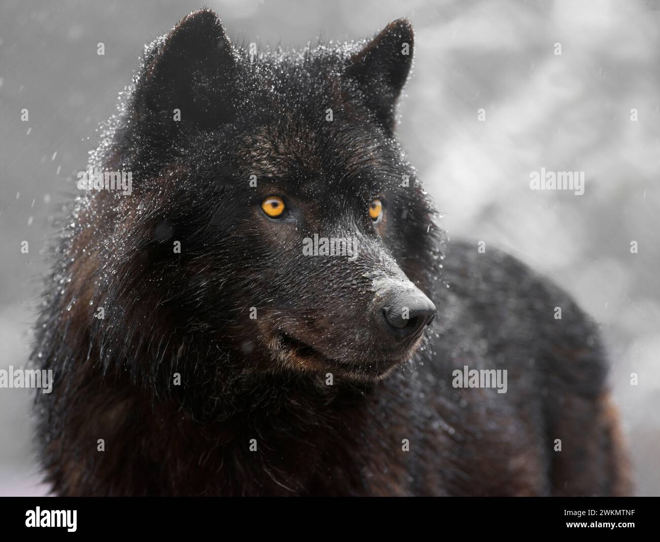 Porträt eines schwarzen kanadischen Wolfs Stockfoto