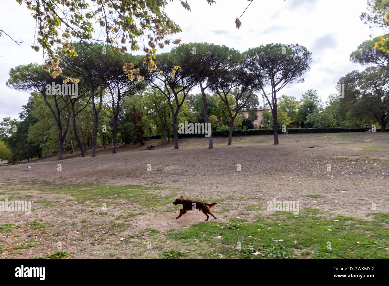 Hunde haben ihren Lauf im Park in der Villa Borghese, Roms drittgrößtem öffentlichen Garten. Stockfoto
