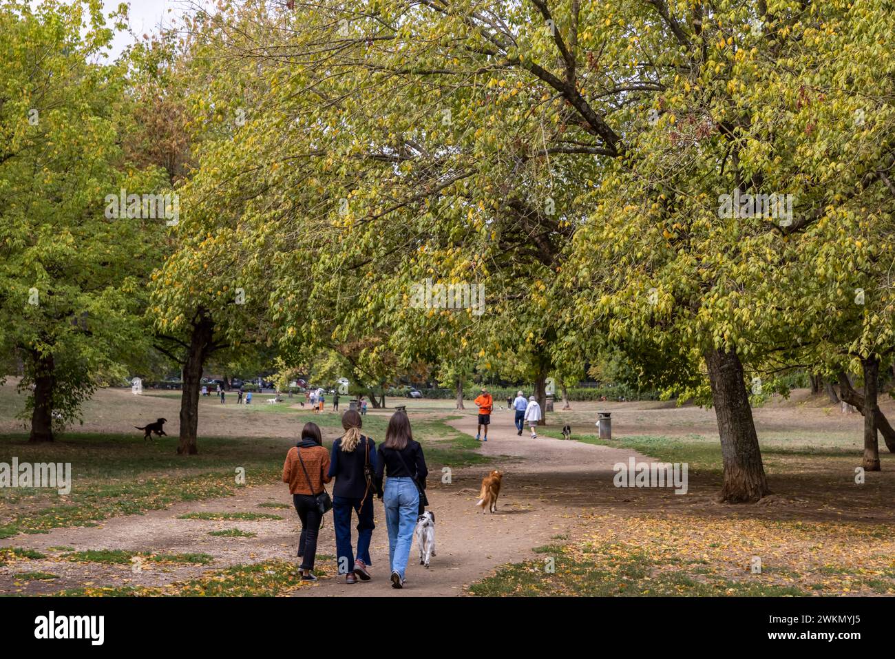 Hunde haben ihren Lauf im Park in der Villa Borghese, Roms drittgrößtem öffentlichen Garten. Stockfoto