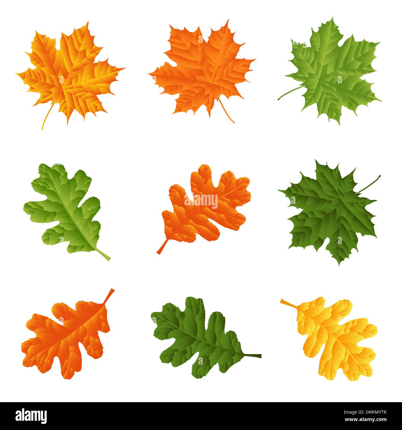 Herbst Hintergrund. Saisonale Herbstahornblätter auf weißem Hintergrund. Herbstkomposition mit freiem Raum, Herbstlaub, Komposition, Grenze, fr Stockfoto