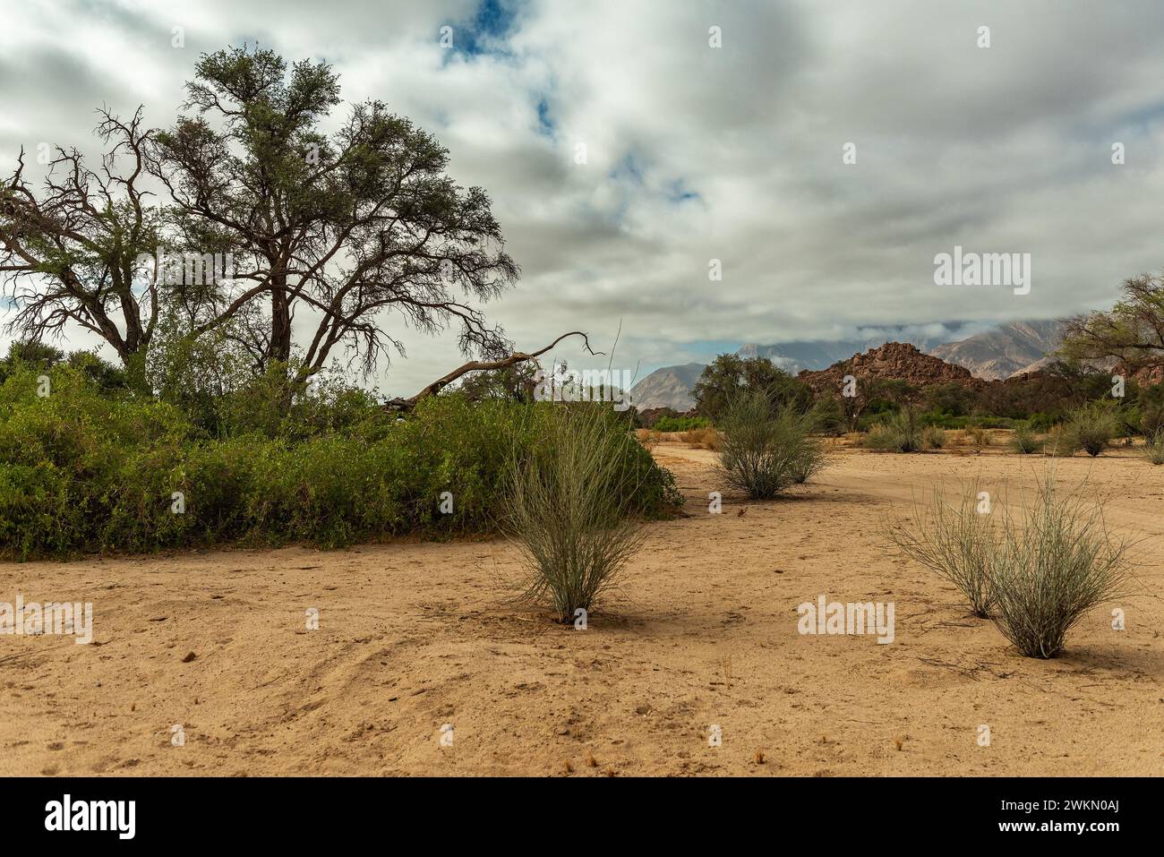 Vegetation am trockenen Ugab River, Namibia Stockfoto