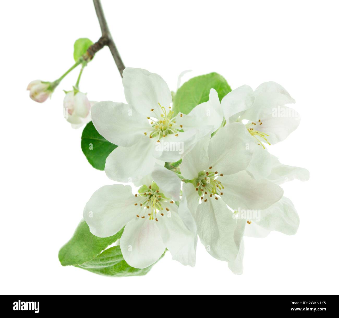 Zweigblütenapfel. Wunderschöne Natur. Blühender Apfelbaum. apfelbaumblüten aus der Nähe. Pflanzenpollen. Blütezeit. Allergie. Isoliert. Stockfoto