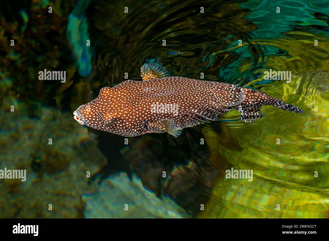 Apple Valley, Minnesota. Guineafowl Puffer, Arothron meleagris in seiner dunklen Form schwimmt in einem Aquarium. Stockfoto