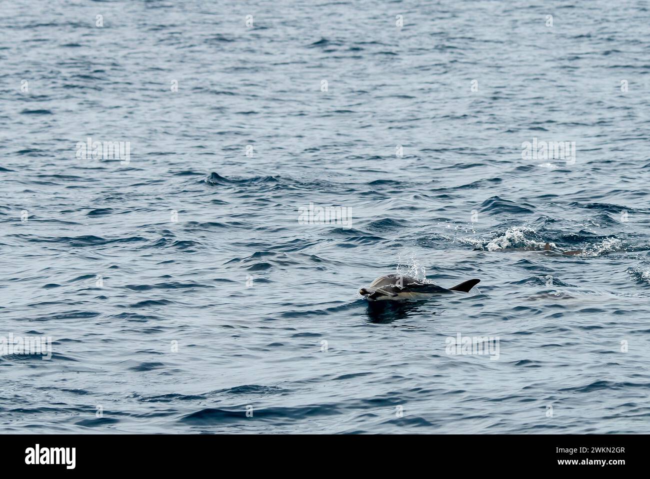 Dana Point, Kalifornien. Kurzschnabeldelfin, Delphinus delphis, schwimmt im Pazifischen Ozean Stockfoto