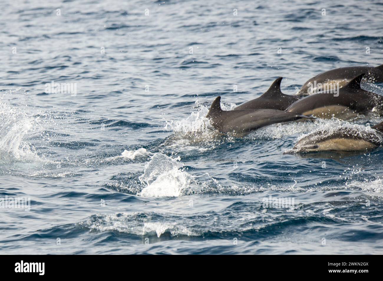 Dana Point, Kalifornien. Eine Gruppe von gewöhnlichen Delfinen, Delphinus delphis, die im Pazifischen Ozean schwimmen Stockfoto