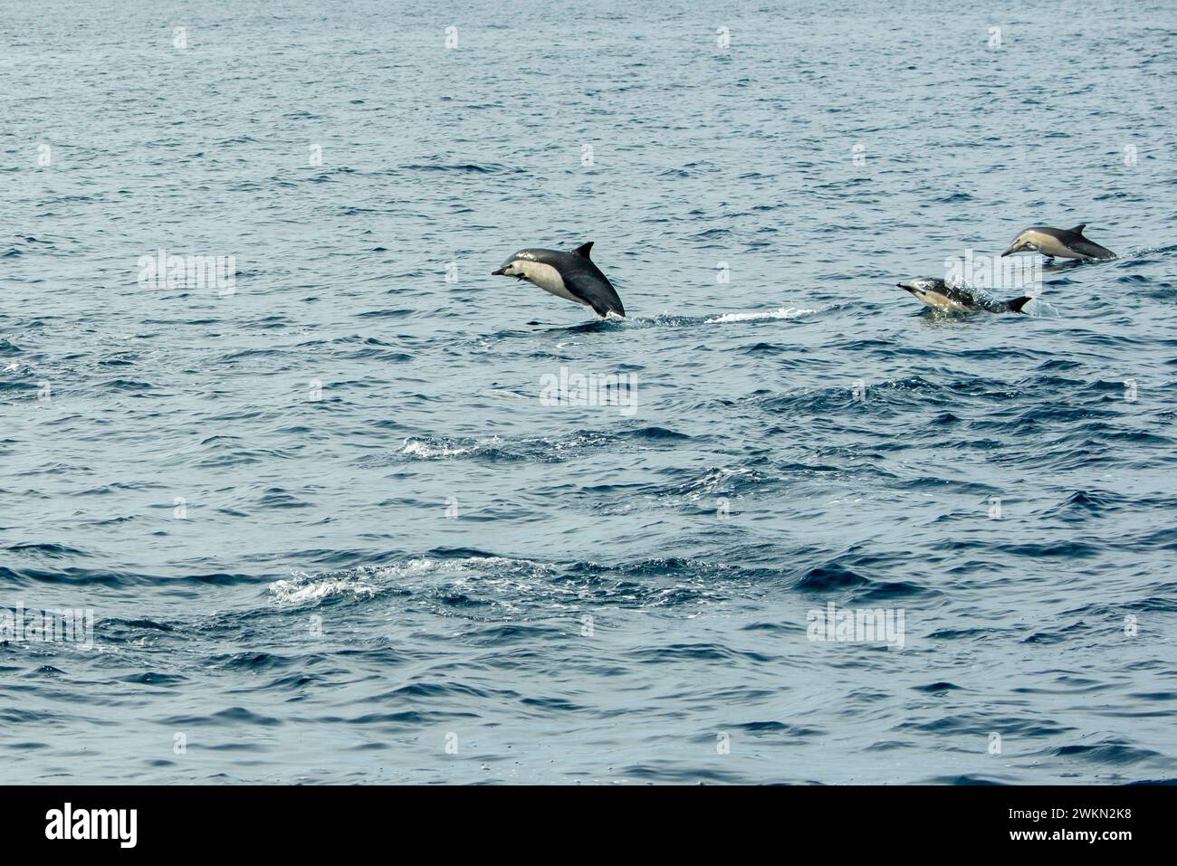 Dana Point, Kalifornien. Eine Gruppe von gewöhnlichen Delfinen, Delphinus delphis, die im Pazifischen Ozean schwimmen Stockfoto