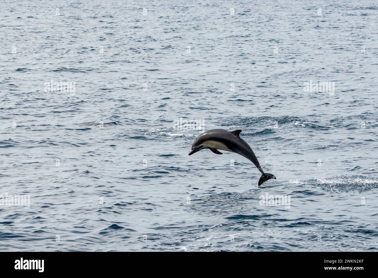 Dana Point, Kalifornien. Kurzschnabeldelfin, Delphinus delphis, der aus dem Wasser im Pazifischen Ozean springt Stockfoto