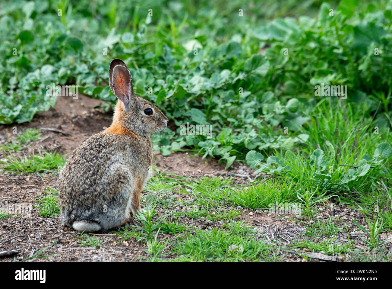 Laguna Beach, Kalifornien. Laguna Coast Wilderness Park. Wüstenbaumschwanz (Sylvilagus audubonii), auch bekannt als Audubons Baumwollschwanz Stockfoto