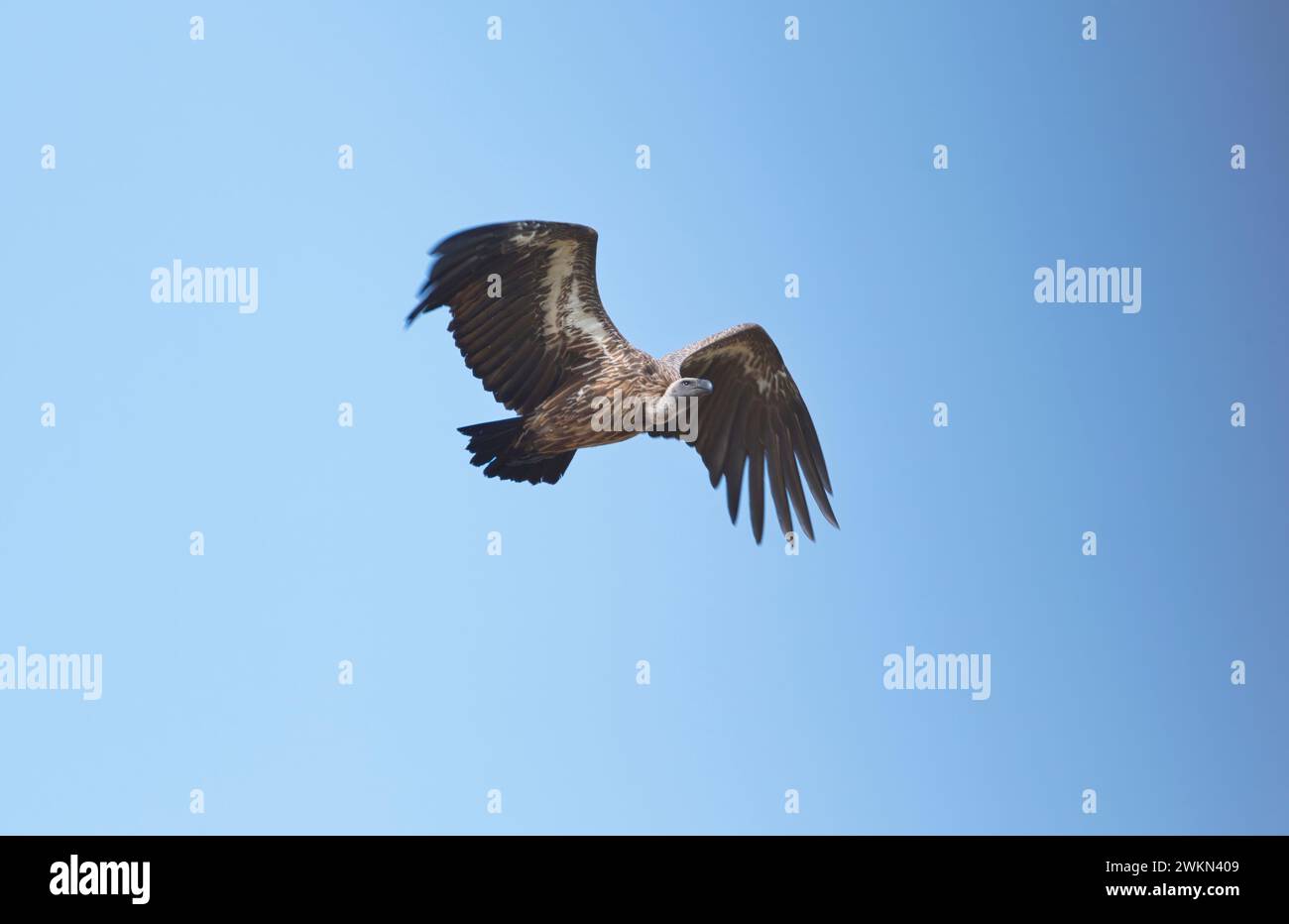 Weißgeier (Gyps africanus) im Flug Stockfoto