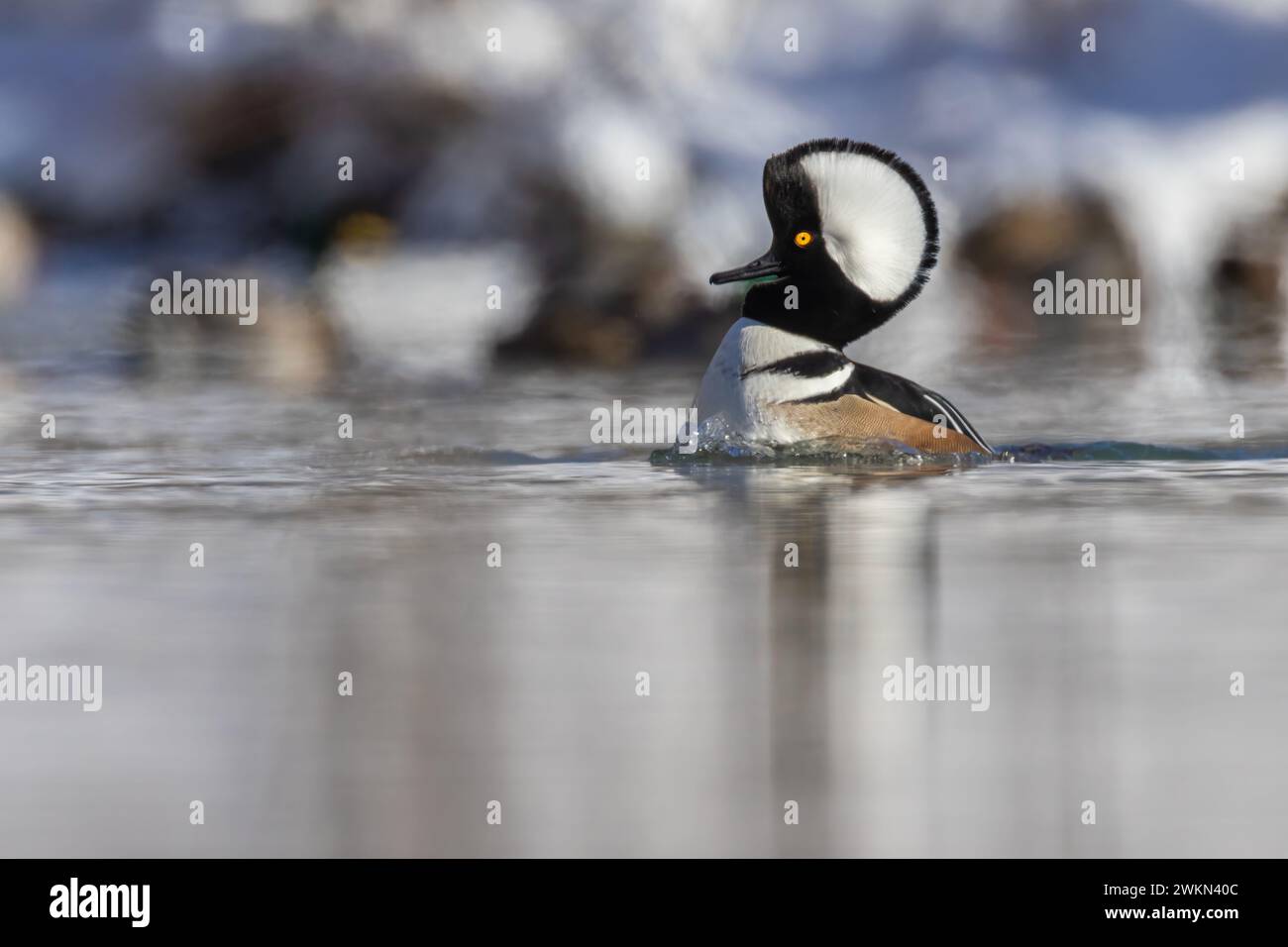 Männlicher Kapuzenmerganser (Lophodytes cucullatus) im Winter Stockfoto