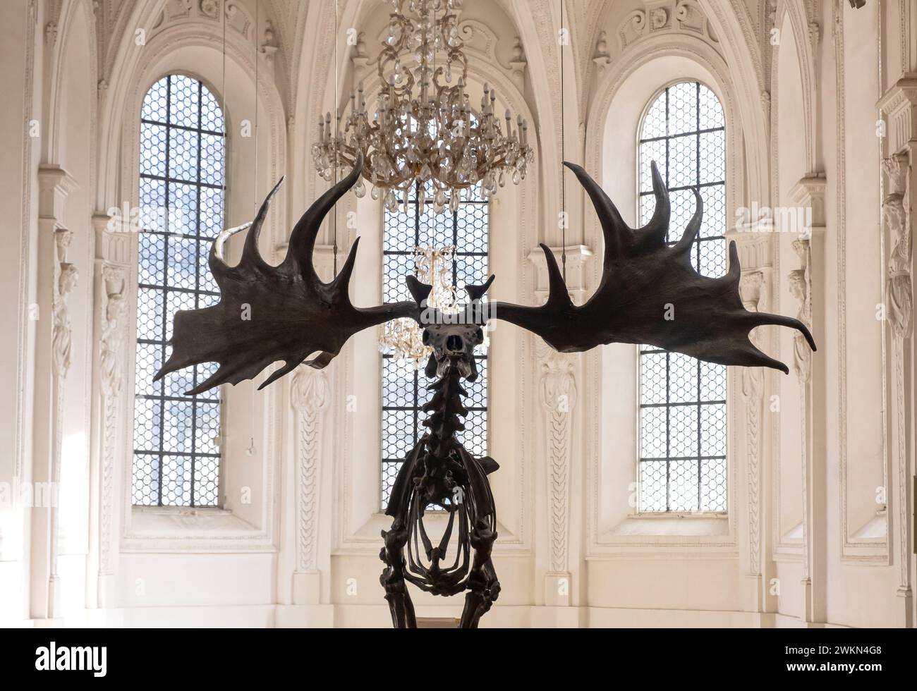 Knochen eines eiszeitlichen europäischen Riesenhirsches, Megaloceros giganteus (irischer Elch) im Deutschen Jagd- und Angelmuseum in München. Stockfoto