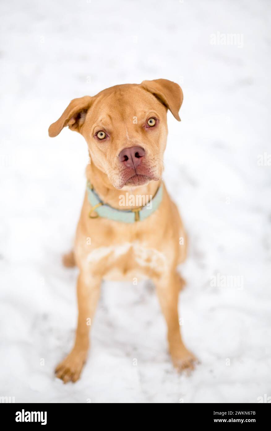 Ein junger Pit Bull Terrier Mischhund mit schlampigen Ohren, der draußen im Schnee sitzt und in die Kamera blickt Stockfoto
