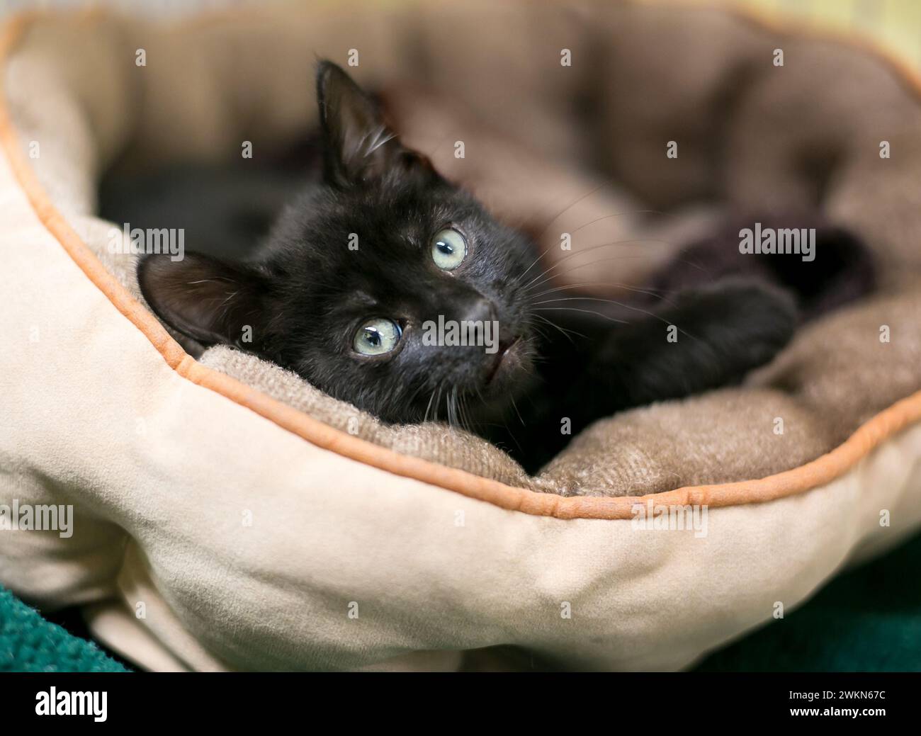 Ein junges schwarzes Kurzhaar-Kätzchen, das sich in einem Haustierbett entspannt Stockfoto