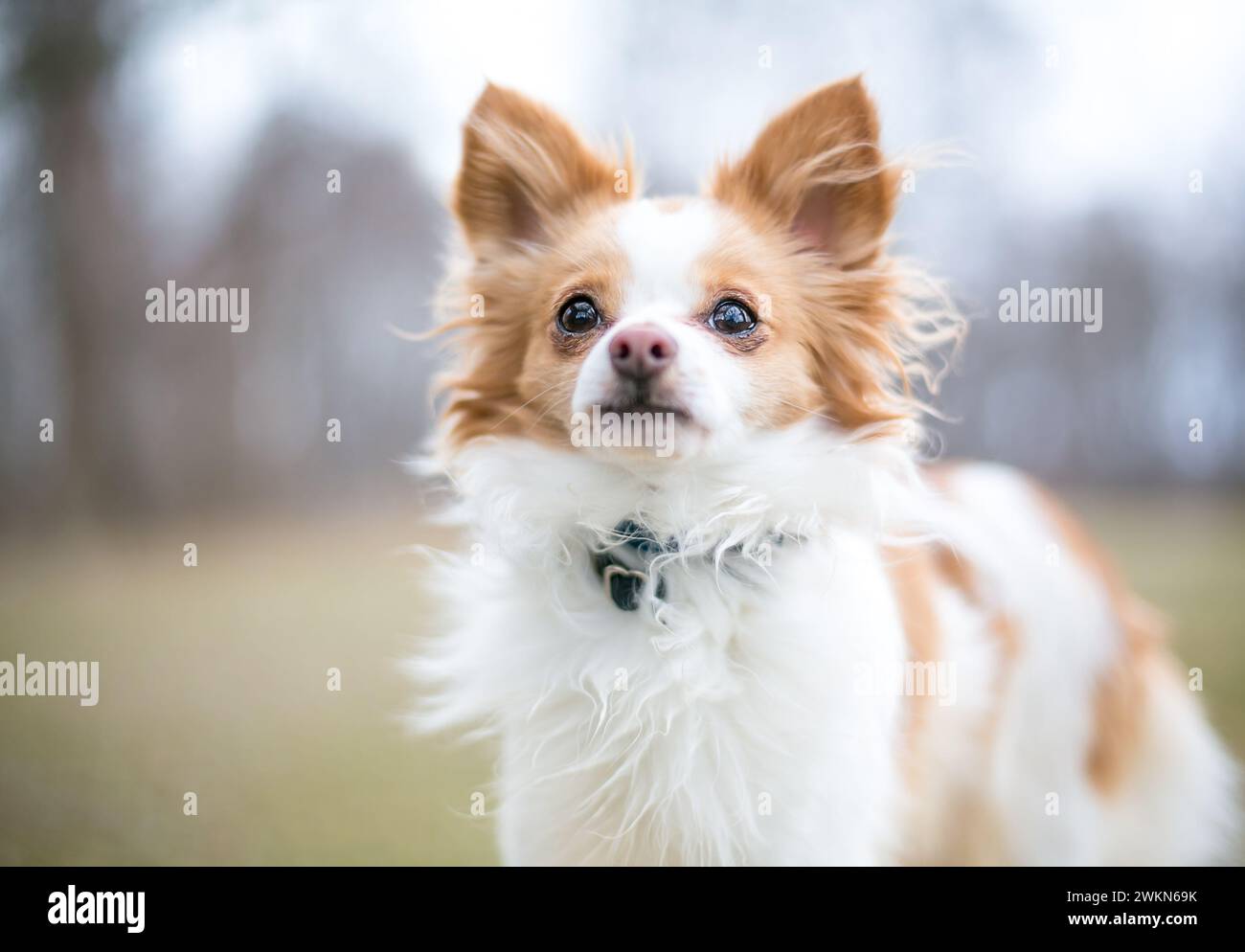 Ein süßer rot-weißer langhaariger Chihuahua x Papillon Mischling Stockfoto