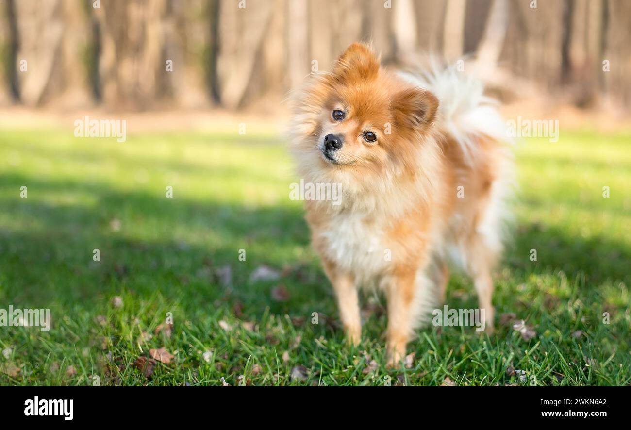 Ein süßer Pommerscher Hund, der mit einem Kopf in die Kamera schaut Stockfoto