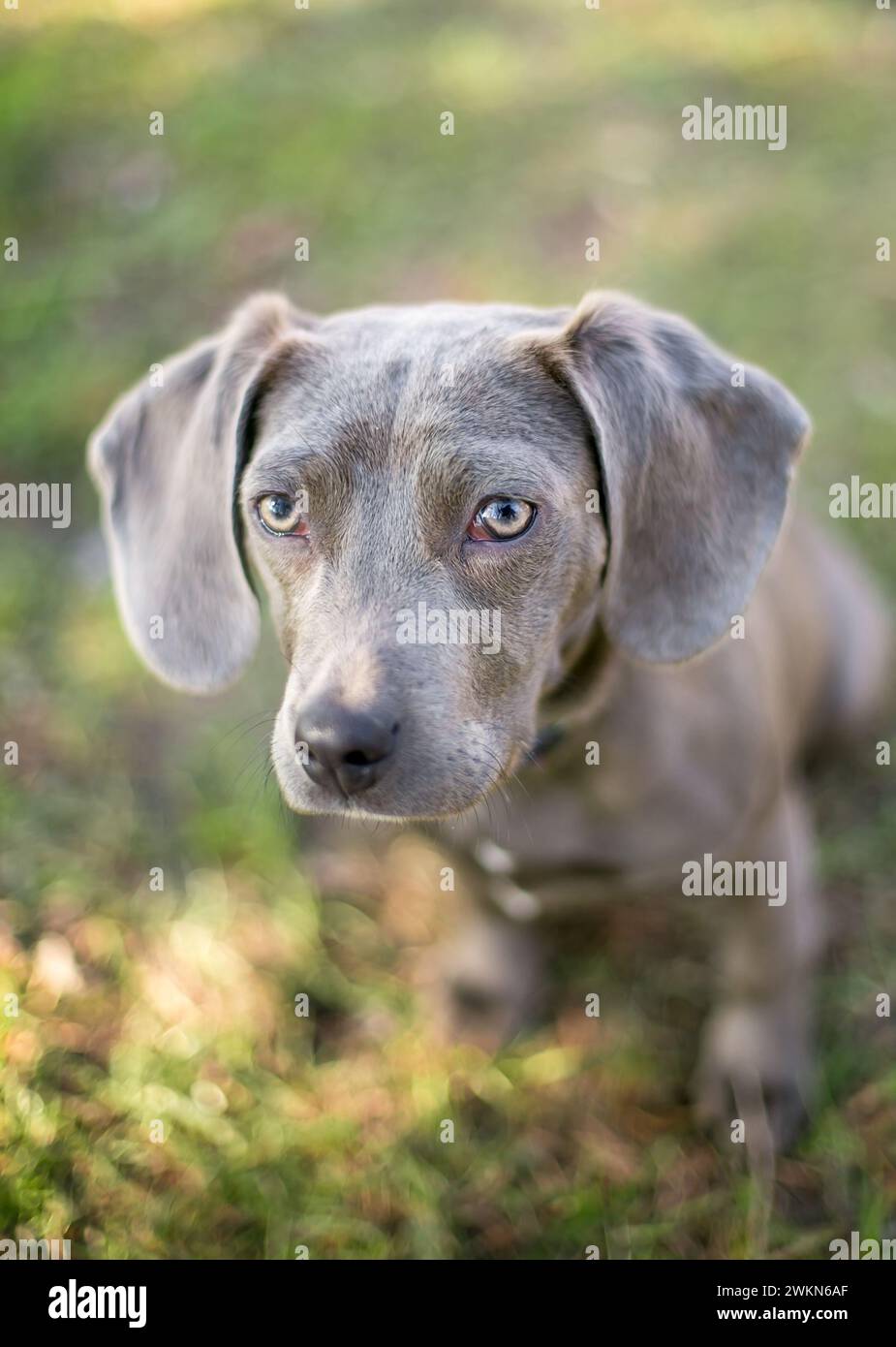 Ein junger, grauer Hund x Dachshund-Welpe, der draußen sitzt Stockfoto