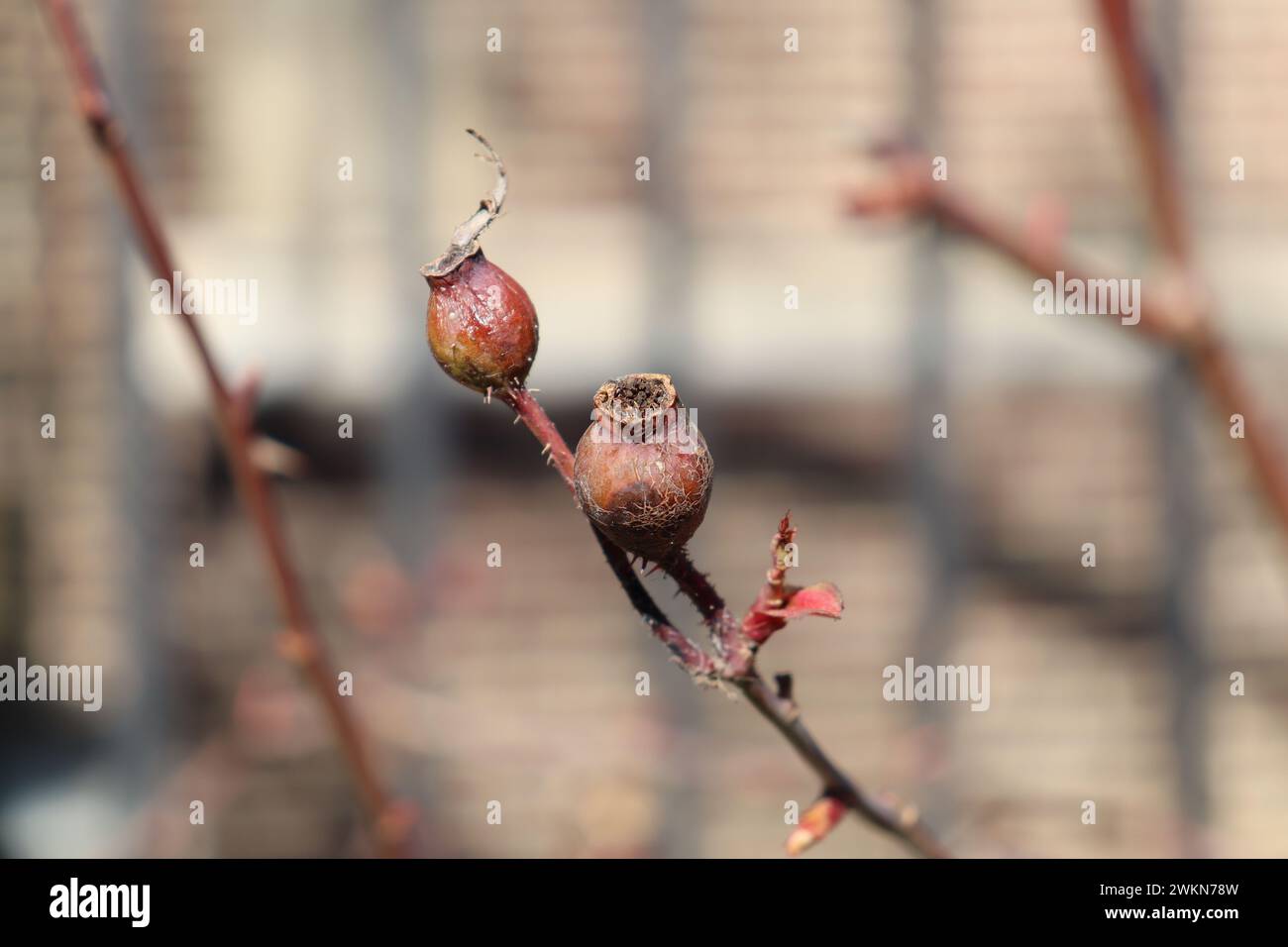 Naturjuwelen: Nahaufnahme der Rose Hips Stockfoto