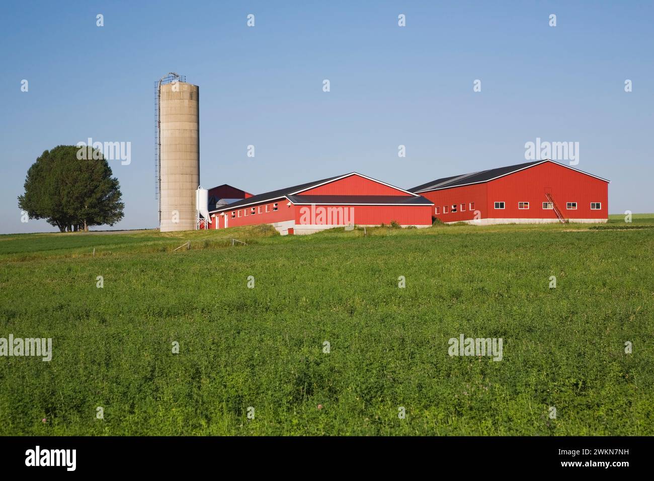 Rote und schwarze Milchviehgebäude mit Getreidesilo im Sommer, Saint-Francois, Ile d'Orleans, Quebec, Kanada. Stockfoto