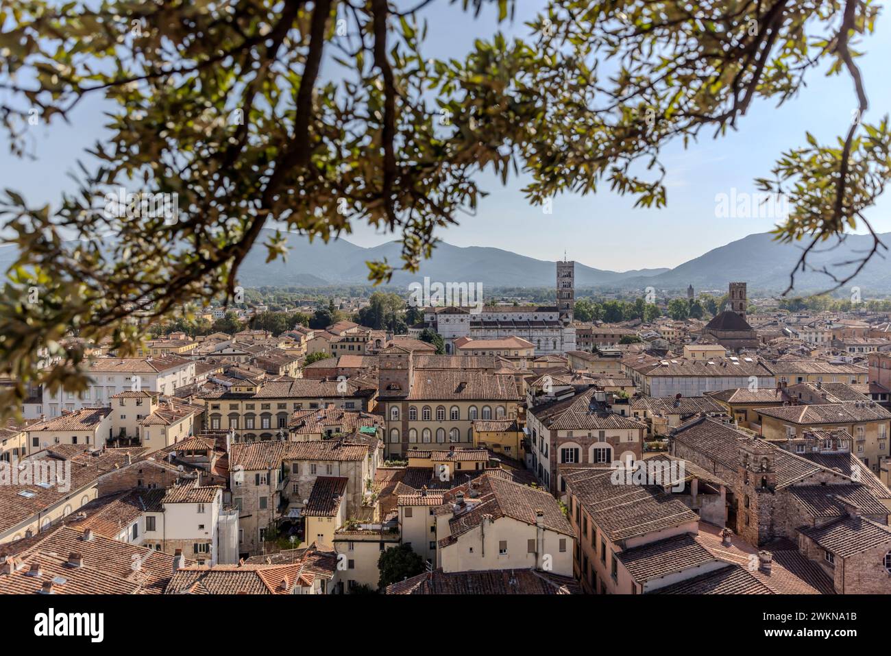 Auf der Spitze des Torre Guinigi in Lucca, Italien, befindet sich ein kleiner Hain mit 7 halben Eichen. Stockfoto