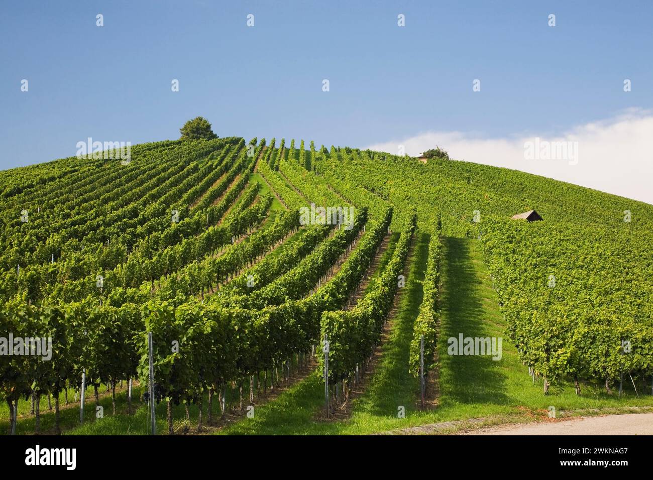 Vitis - Weinbauplantage auf einem Hügel im Spätsommer, Heilbronn, Deutschland Stockfoto