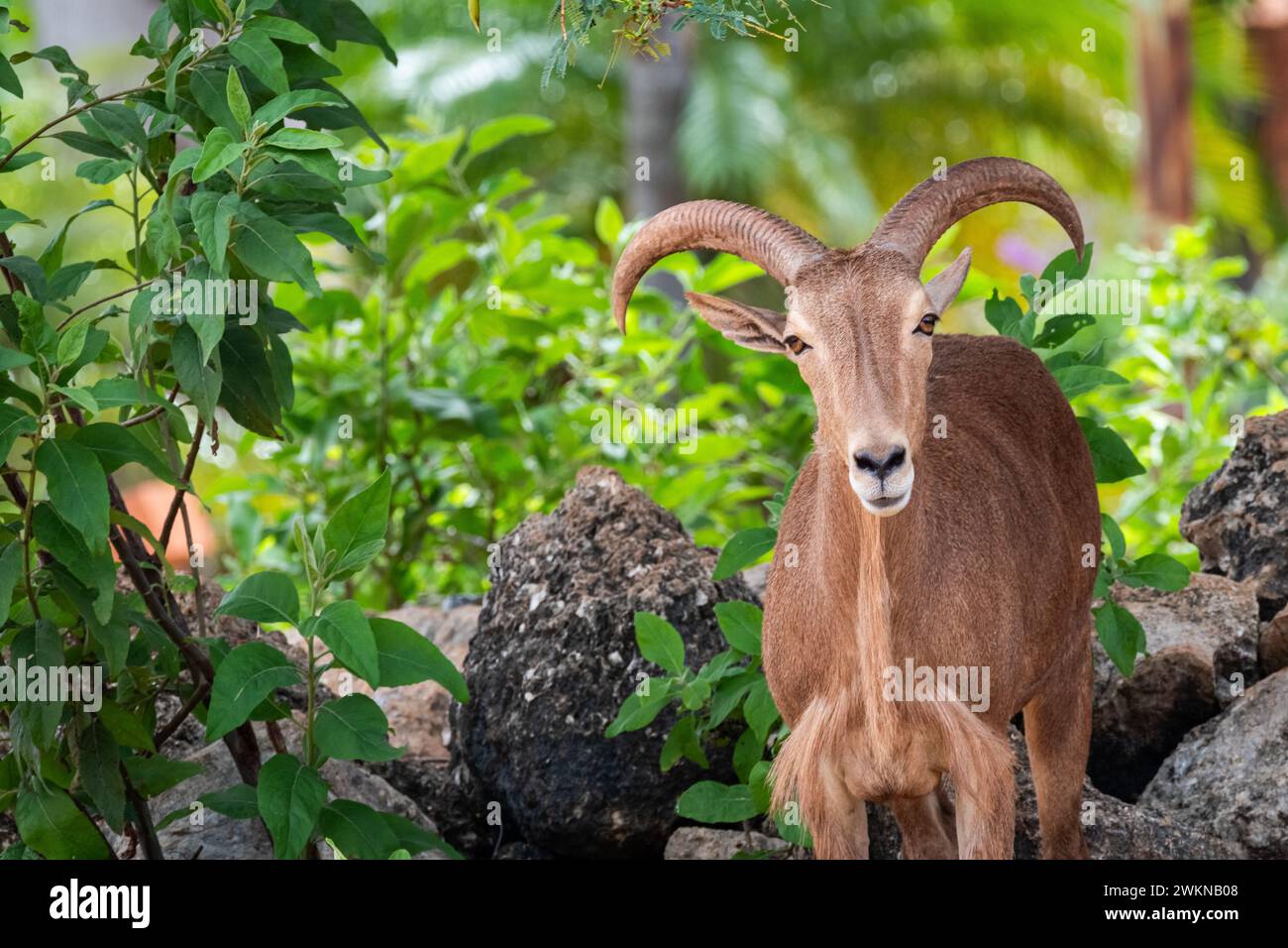 Wunderschöne Ziege mit großen Hörnern umgeben von Pflanzen in der Natur blickt in Richtung Kamera Stockfoto