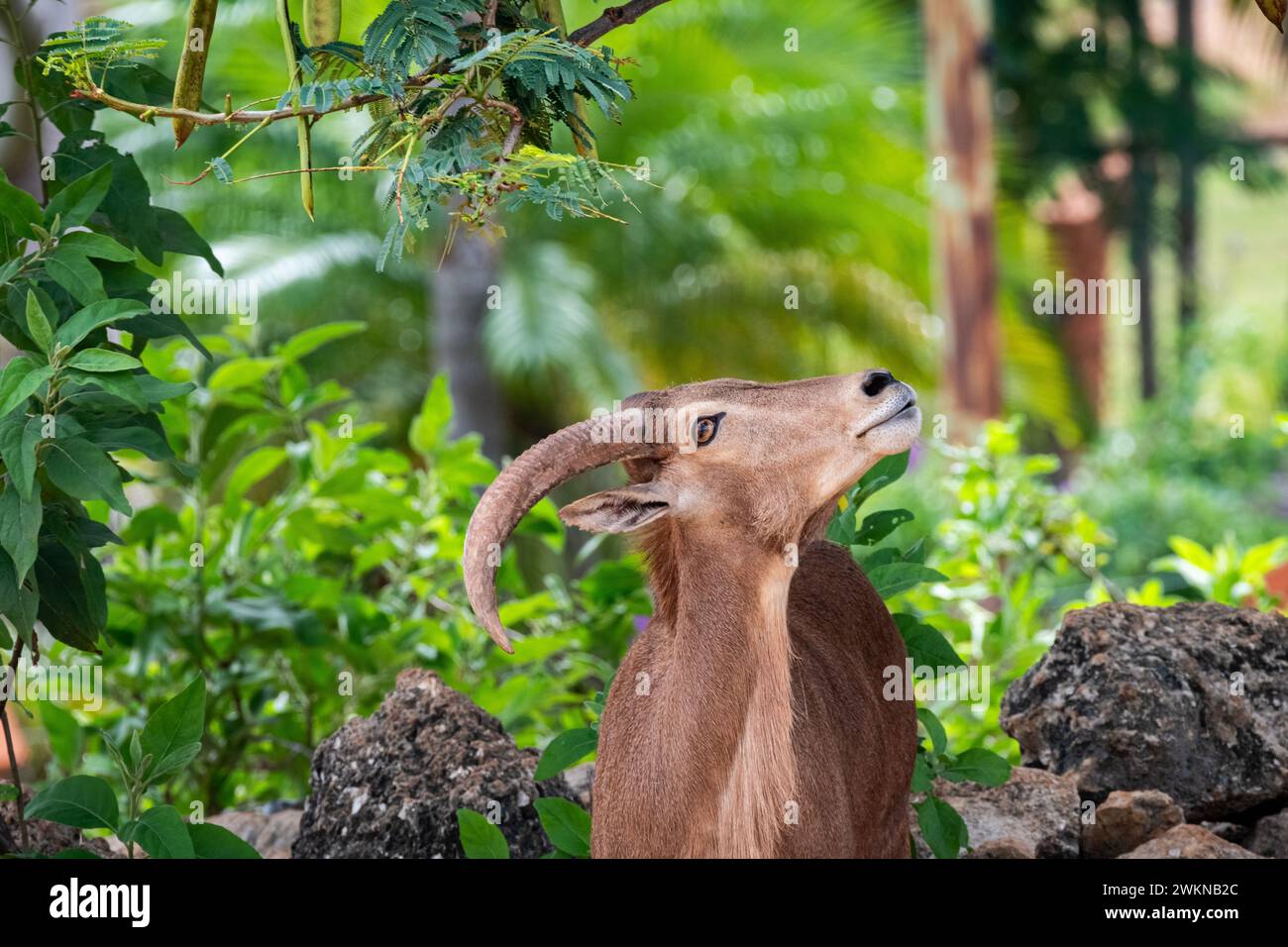 Wunderschöne Ziege mit großen Hörnern umgeben von Pflanzen in der Natur schaut nach oben Stockfoto