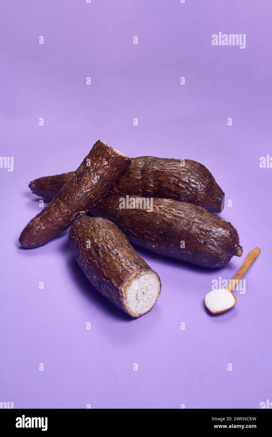 Frische organische Cassava-Wurzel, Maniok Esculenta, Yuca auf lila Hintergrund, Handtisch Stockfoto