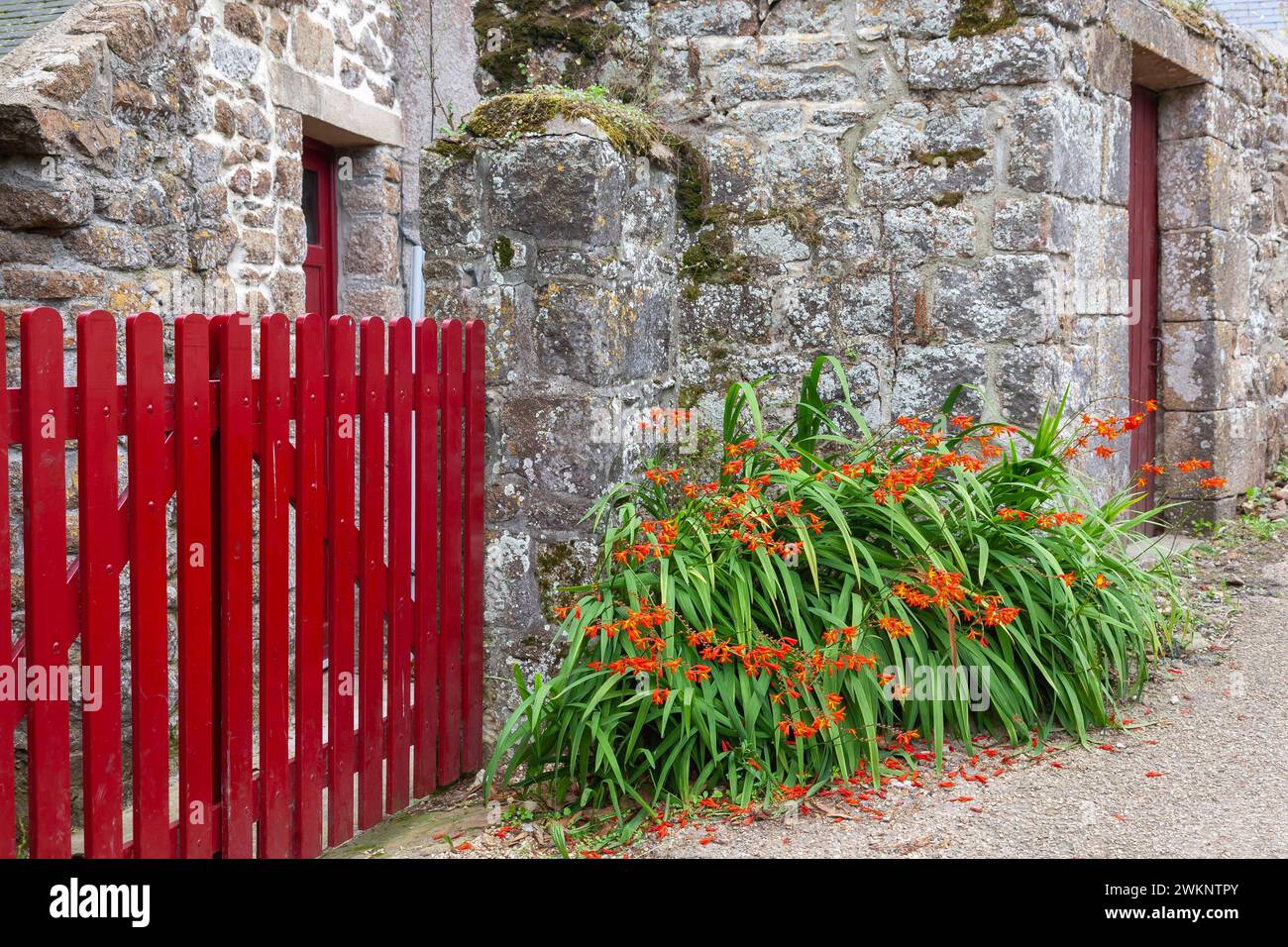 Granithaus mit rotem Zaun und Montbretias (Crocosmia), Ile de Brehat, Bretagne, Frankreich Stockfoto