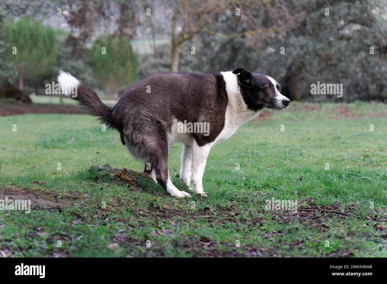 Schwarz-weiß-Border Collie kackt auf dem Feld Stockfoto