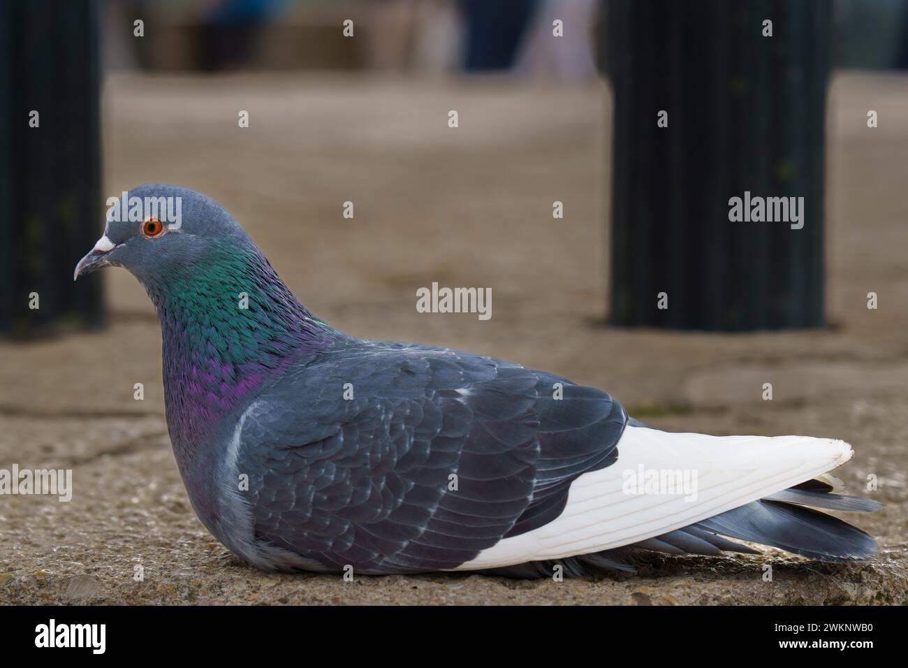 Nahaufnahme einer bunten Taube, die auf dem Boden in der Stadt liegt und auf die Kamera blickt Stockfoto