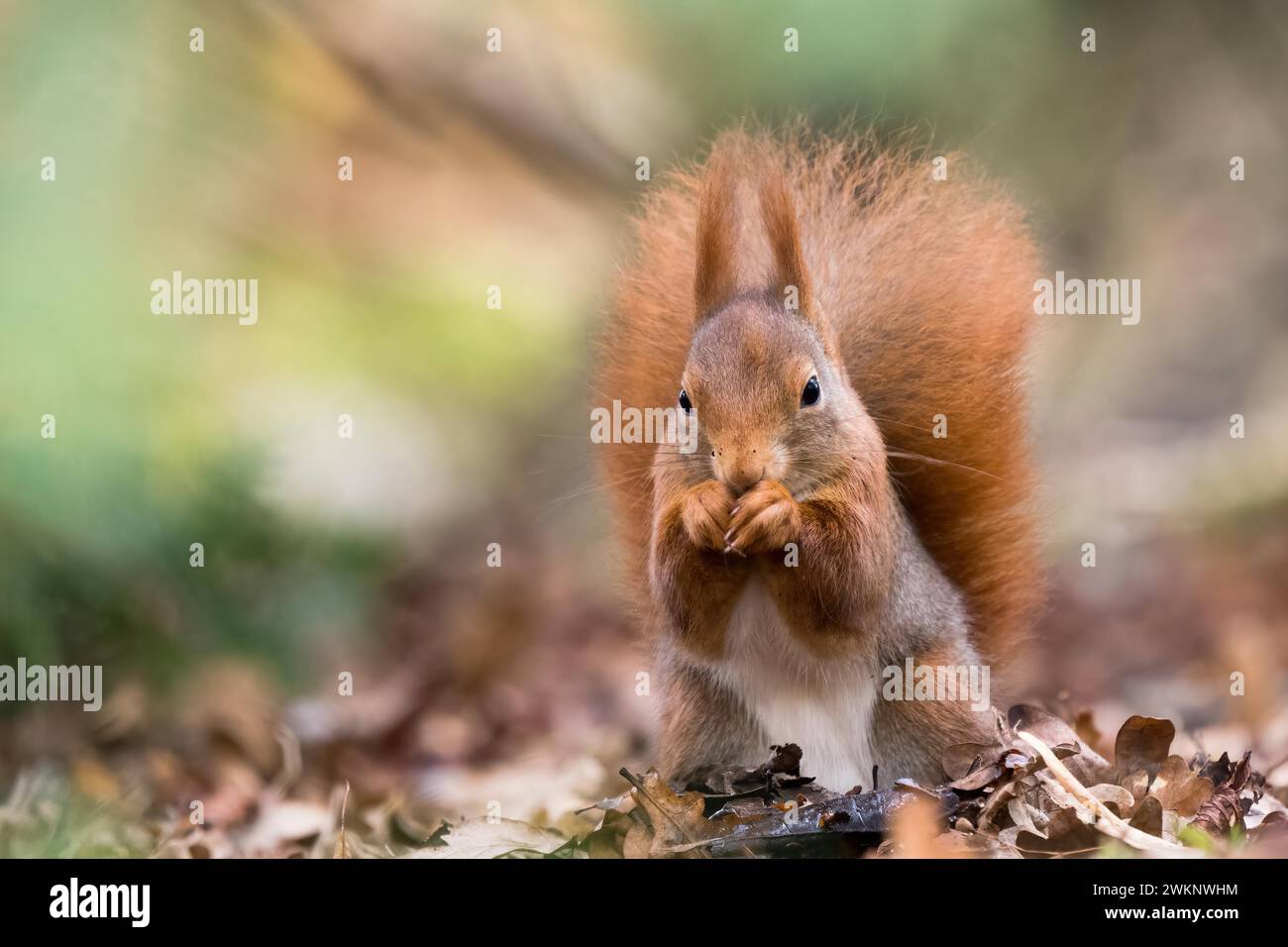 Ein braunes eurasisches Eichhörnchen (Sciurus vulgaris) isst eine Nuss zwischen Herbstblättern, Hessen, Deutschland Stockfoto