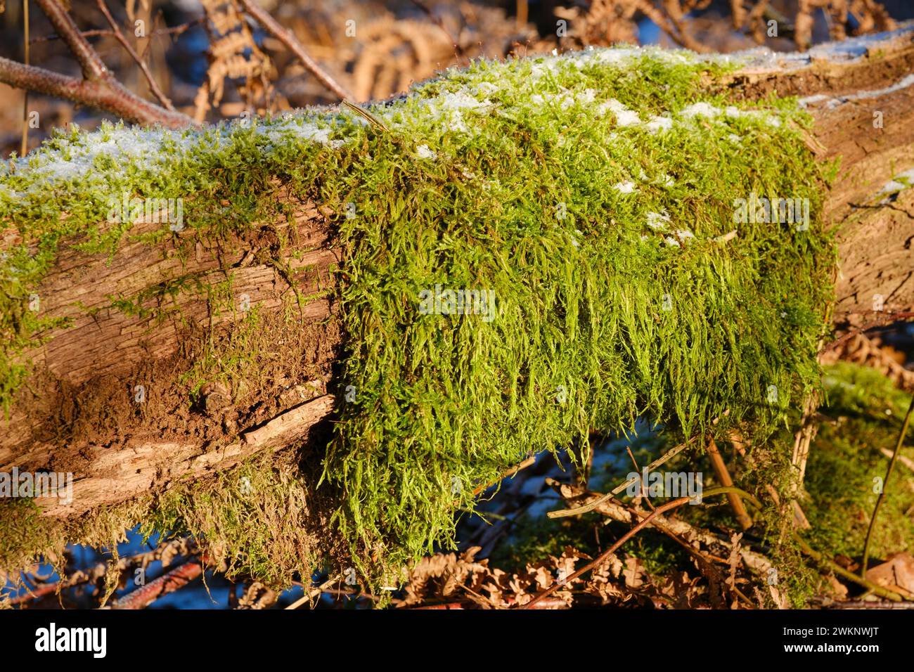 Nahaufnahme von Moos auf einem Baumstamm mit Raureif, Naturpark Arnsberger Wald, Sauerland, Nordrhein-Westfalen, Deutschland Stockfoto
