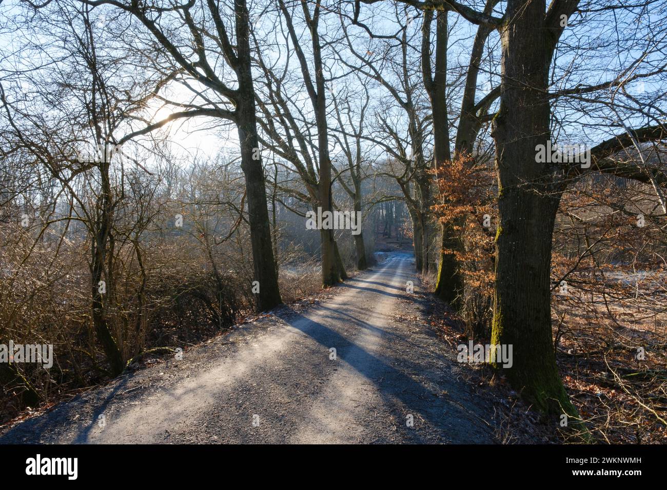 Baumallee vor dem Licht, Naturpark Arnsberger Wald, Winter, Sauerland, Nordrhein-Westfalen, Deutschland Stockfoto