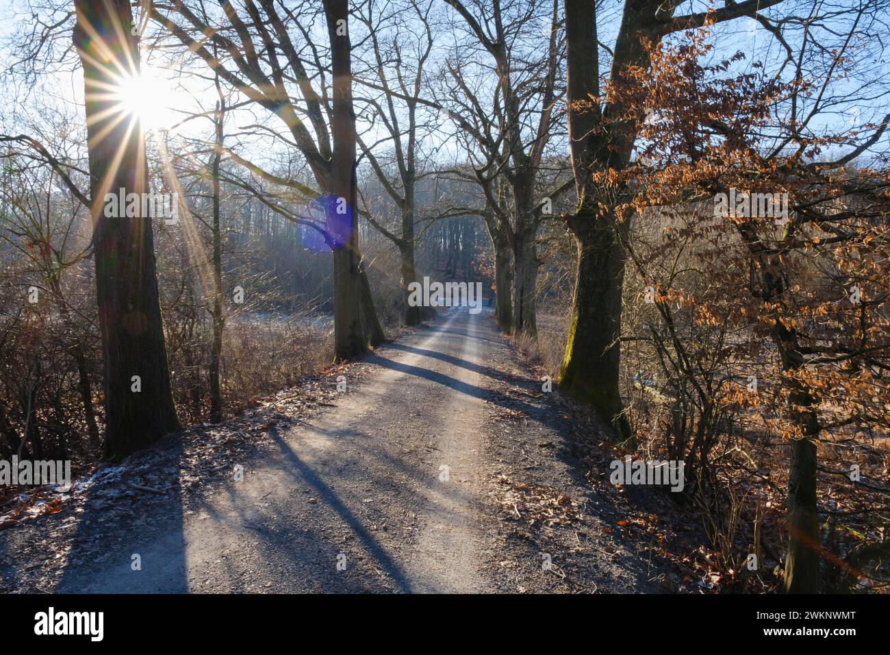 Sonnenstern über der Baumallee, Winter, Naturpark Arnsberger Wald, Sauerland, Nordrhein-Westfalen, Deutschland Stockfoto