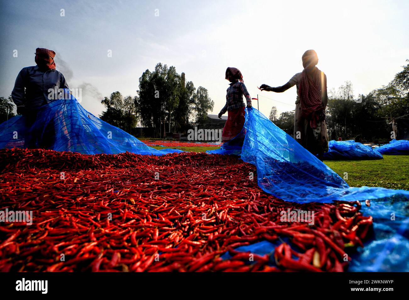 Raiganj, Indien. Februar 2024. Weibliche Arbeiter sahen, wie sie am Ende des Tages rote Chilis in einem blauen Netz sammelten, um sie manuell zu lagern. Jeden Tag verdienen diese Arbeiterinnen ca. 2 US-Dollar (150 INR) für 8 Stunden am Tag. Die Arbeit ist eine der Haupteinkommensquellen für ihre Familien während der Sommersitzung. (Foto: Avishek das/SOPA Images/SIPA USA) Credit: SIPA USA/Alamy Live News Stockfoto