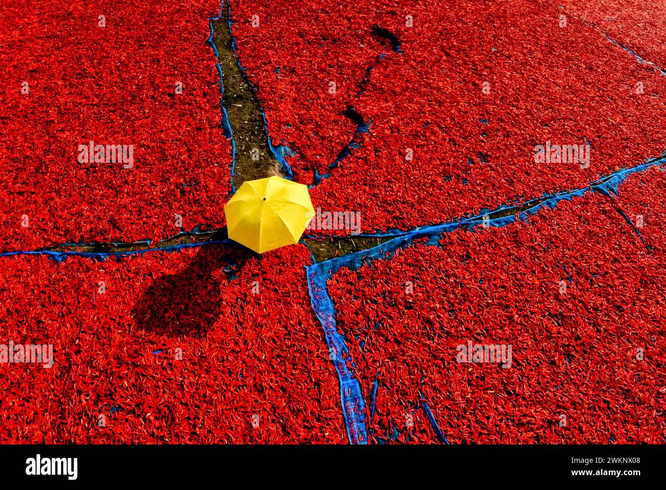 Raiganj, Indien. Februar 2024. Ein Arbeiter sah, wie er rote Chilischoten unter der Sonne in Raignaj, Westbengalen, verarbeitet und trocknet. Jeden Tag verdienen diese Arbeiterinnen ca. 2 US-Dollar (150 INR) für 8 Stunden am Tag. Die Arbeit ist eine der Haupteinkommensquellen für ihre Familien während der Sommersitzung. (Foto: Avishek das/SOPA Images/SIPA USA) Credit: SIPA USA/Alamy Live News Stockfoto