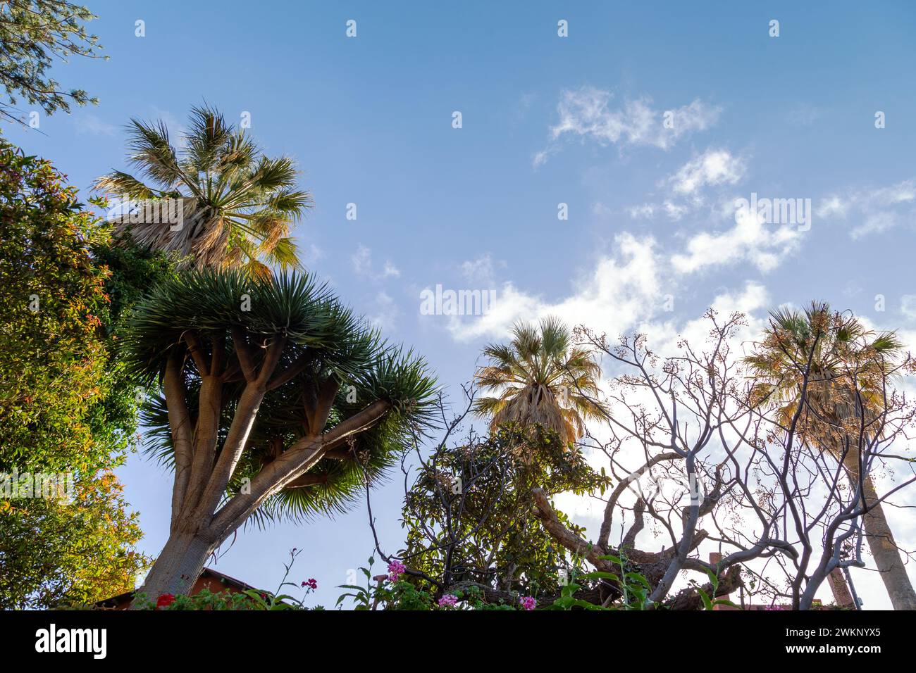 Palmen und ein Drachenbaum auf der Insel La Palma (Kanarischen Inseln, Spanien) Stockfoto