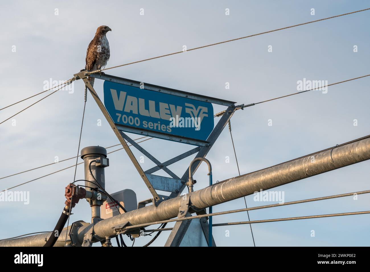 Redtail Falke auf einem Pivot-Bewässerungssystem im Nordosten von Oregon. Stockfoto