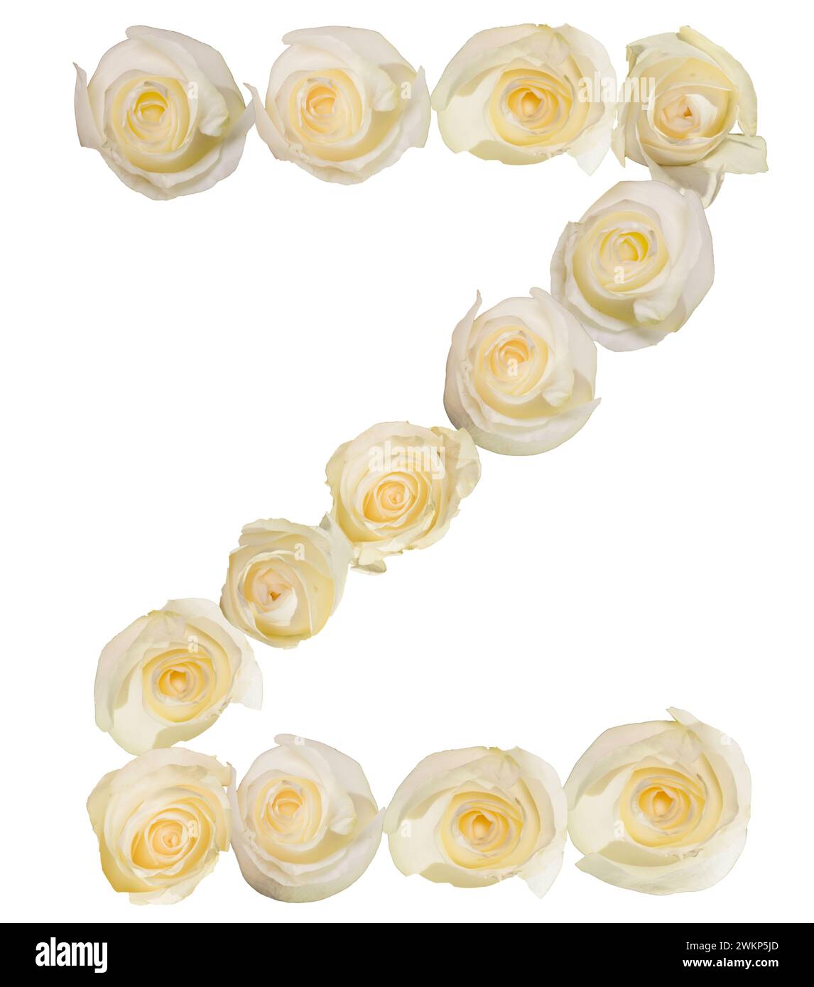 Weiße Rosen wurden verwendet, um den Buchstaben Z zu buchstabieren und einen interessanten und ästhetischen Buchstaben zu schaffen. Auf weißem Hintergrund wird Aufmerksamkeit erregt und reagiert. Stockfoto
