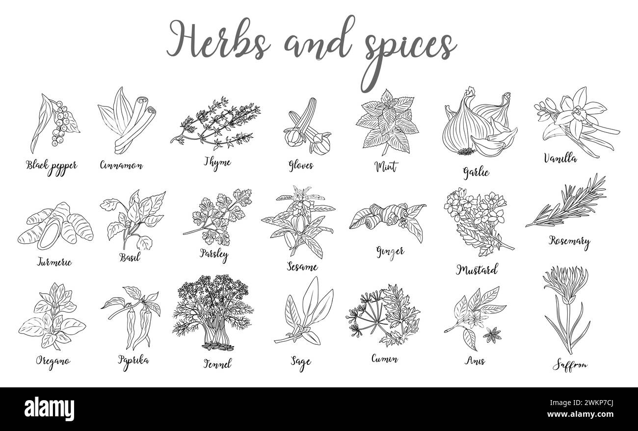 Set von Kräutern und Gewürzen handgezeichneter Vektor. Stock Vektor