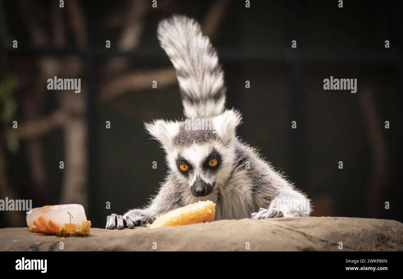 Aktenfoto vom 17. Mai 06/22 eines RingschwanzLemuren kühlt sich ab, indem er speziell zubereitete tierfreundliche „Eislollypops“ im Yorkshire Wildlife Park in Doncaster isst. Es gibt mehr als 2.700 in Privatbesitz befindliche Tiere von Wildrassen, die in ganz Großbritannien als gefährlich gelten, wie neue Zahlen zeigen. Die Benefizorganisation Born Free Foundation sagte, dass eine Überarbeitung der geltenden Rechtsvorschriften über die Haltung von Tieren, die als gefährlich eingestuft werden, eine „dringende Angelegenheit“ sei. Ausgabedatum: Donnerstag, 22. Februar 2024. Stockfoto