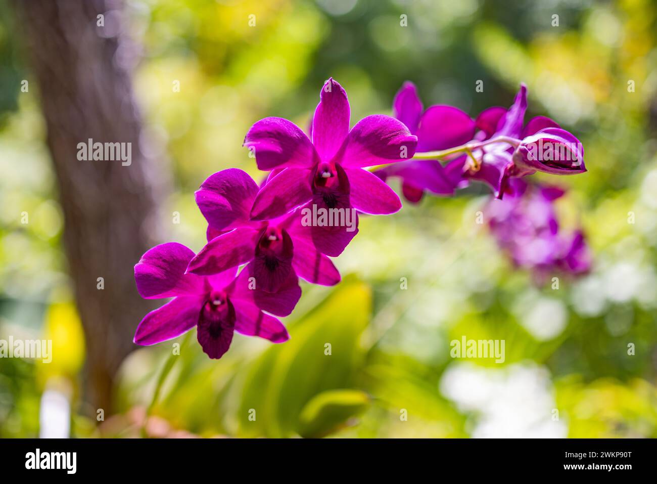 Wunderschöne Orchideenblume blüht im tropischen Garten. Lebhafte Blumenblätter verschwimmen das Laub des tropischen Parks. Palmen, exotische Pflanzen Natur Stockfoto