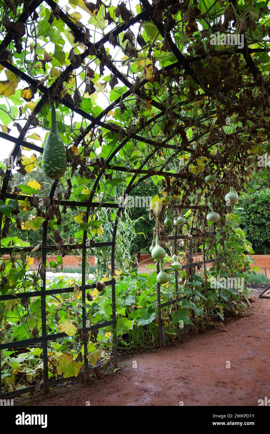 Kürbis-Tunnel bei Babylonstoren in Simondium Winelands in Westkap, Südafrika Stockfoto