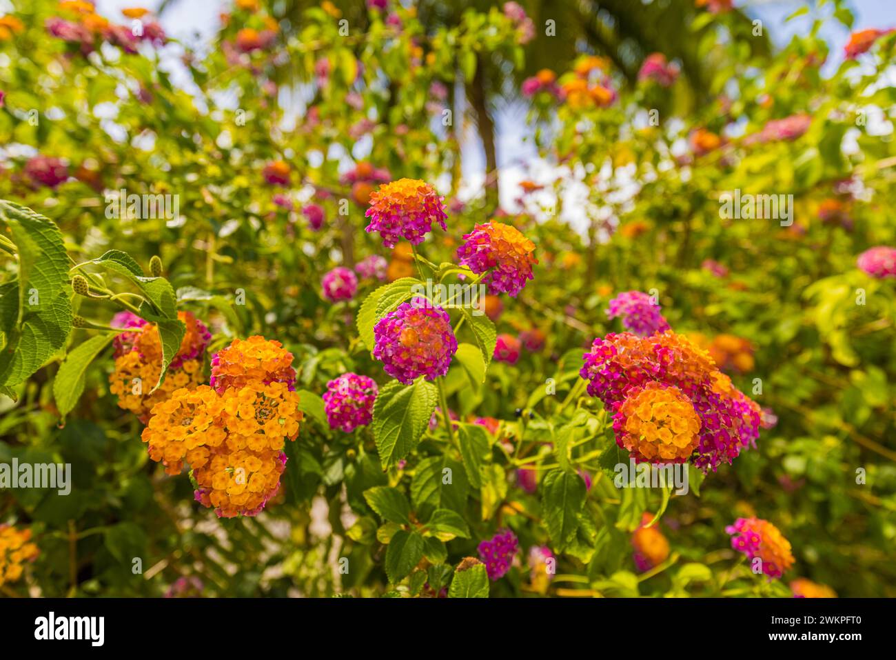Heller tropischer Gartenpark mit Sommerblumen auf verschwommenem Hintergrund. Exotisches Laub in einem Feengarten. Künstlerisch blühende Blumen, orange rosa Stockfoto