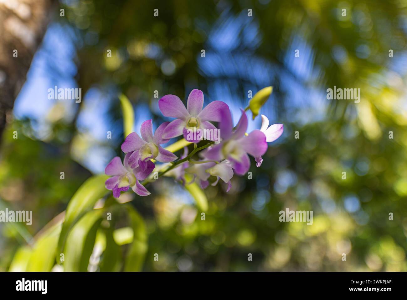 Wunderschöne Orchideenblume blüht im tropischen Garten. Lebendige Blumenblüten mit verschwommenem tropischem Park-Laub. Palmen exotische botanische Pflanzen Natur Stockfoto