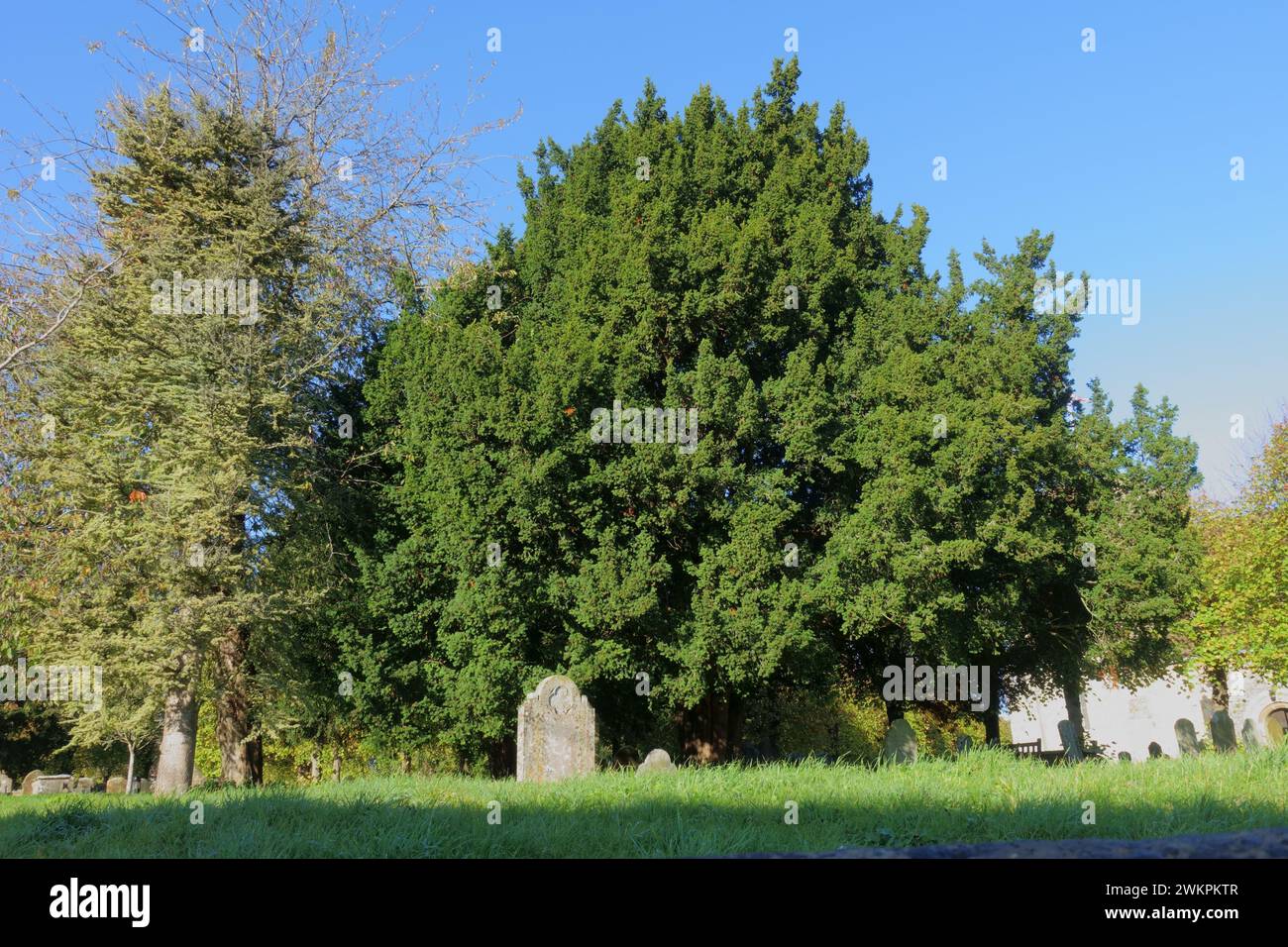 Alte Eibe (Taxus baccata) mit anderen Bäumen auf einem alten englischen Friedhof unter den Grabsteinen an einem schönen Herbsttag, Berkshire, November Stockfoto