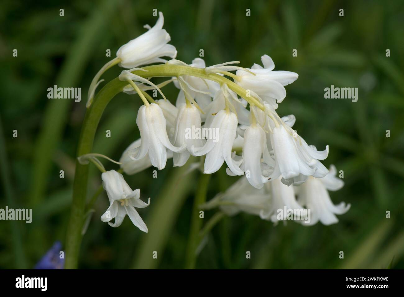 Eine hybridisierte Zierpflanze mit weißen Blüten in Form von Blauglocken (Hyacinthoides X), mit ziemlich typischen spanischen Blüten in Form von Blauglocken, Berkshire, Mai Stockfoto