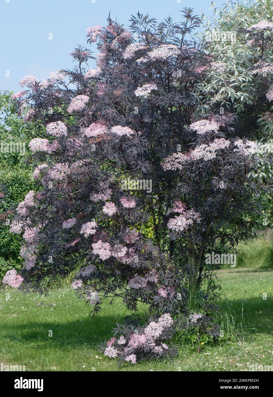 Sambucus nigra „Black Lace“, ein kleiner Laubbaum mit dunkelvioletten Blättern und weißen bis rosa Blütendolden in einem Garten, Berkshire, Juni Stockfoto