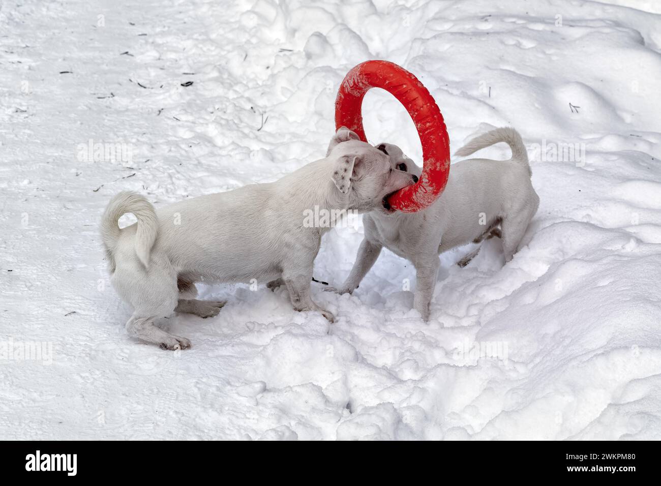 Zwei kleine weiße Hunde spielen mit rotem Gummireifen im Schnee. Stockfoto